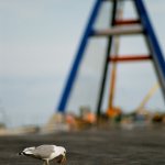 Zdjecie - 1